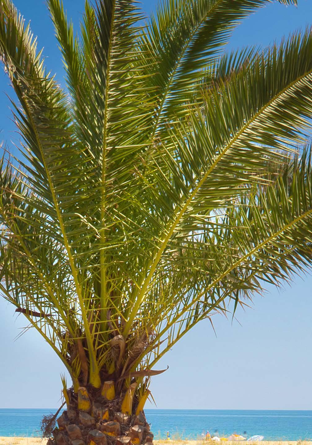 CANARY ISLAND DATE PALMS Date Palms are supplied between 2 and 4 years old.