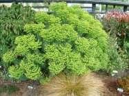 Botanical Name: Euphorbia characias wulfenii Common Name: Evergreen Spurge Plant Type: Perennial 3-6' Flower Color: Green Yellow Water: Drought tolerant Light water Habit: Mound Upright Leaf Color:
