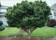 Botanical Name: Acer palmatum 'Shishigashira' Common Name: Japanese Maple Plant Type: Tree Shrub 3-6' 6-12' 12-25' 25-40' Flower Color: Green White Shade Water: Medium water Extra summer water Habit:
