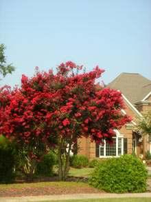 Botanical Name: Lagerstroemia 'Dynamite' Common Name: Dynamite Crape Myrtle Plant Type: Tree Shrub Plant Size: 6-12' 12-25' 25-40' Flower Color: Red Water: Drought tolerant Light water Habit: Arching