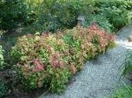 small tree medium red bloom Mature size: 7-8 feet high and wide Selected for: compact deciduous shrub with bright red flower clusters and brilliant Botanical Name: Nandina domestica 'Atropurpurea