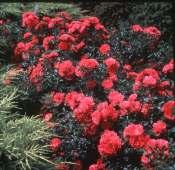 is a glistening copper red color. It is excellent as a hedge, screen, or accent plant. It should be grown under conditions of sun.