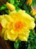 Season: Spring Summer Fall Soil Type: Loam soil Rich soil Well-drained soil Acid ph Neutral ph Groundcover roses very hardy and easy to maintain As its name implies it makes a virtual carpet of
