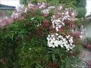 Botanical Name: Jasminum polyanthum Common Name: Pink Jasmine Plant Type: Ground cover Vine Plant Size: 12-25' Flower Color: Pink White Water: Medium water Habit: Twining Flower Season: Winter Spring