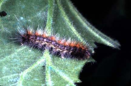 Fig. 12. Woollybear caterpillar (Arctiidae).