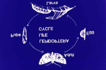 Fig. 1. Typical Lepidoptera life cycle.
