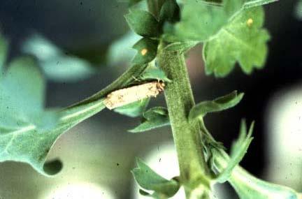 Fig. 2. Beet armyworm (Spodoptera exigua) adult.