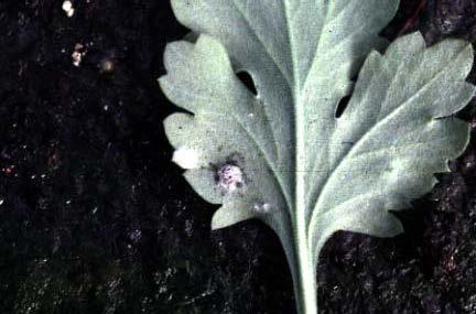 Fig. 3. Egg masses of beet armyworm on underside of chrysanthemum leaf. First instar larvae are emerging from one of the egg masses.