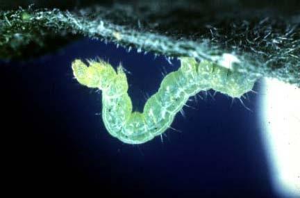 Fig. 6. Cabbage looper (Tricloplusia ni) larva.