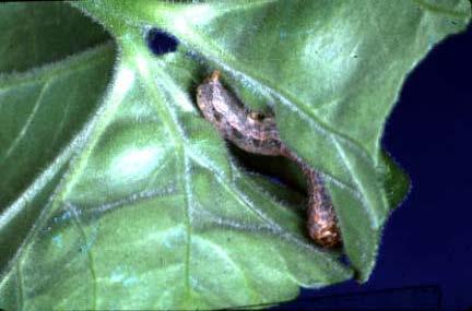 Fig. 7. Variegated cutworm (Peridroma saucia) larva on geranium.