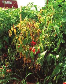 A L A B A M A A & M A N D A U B U R N U N I V E R S I T I E S Wilt Diseases of Tomatoes ANR-0797 Wilt diseases of tomatoes can be caused by fungal, bacterial, viral, and nematode pathogens, as well
