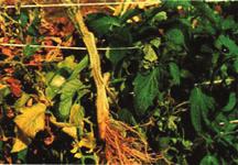 This publication discusses the common wilt diseases afflicting tomatoes in Alabama and the organisms and conditions that are responsible for their development.