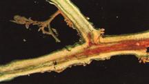 Figure 5. Pith discoloration of bacterial wilt. Figure 6. White, milky ooze of bacterial wilt. or other susceptible crops are not planted in the same area more than once every 3 to 4 years.