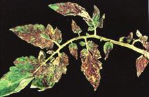Figure 10. Bronzed, purpled leaves of tomato spotted wilt. Figure 11. Tomato spotted wilt-infected fruit. leaves to appear bronze (Figure 10).
