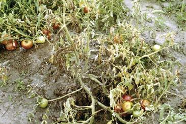 Wilt, Nematode, and Virus Diseases of Tomato Kansas State University Agricultural Experiment Station and Cooperative Extension Service Tomatoes are susceptible to numerous diseases.