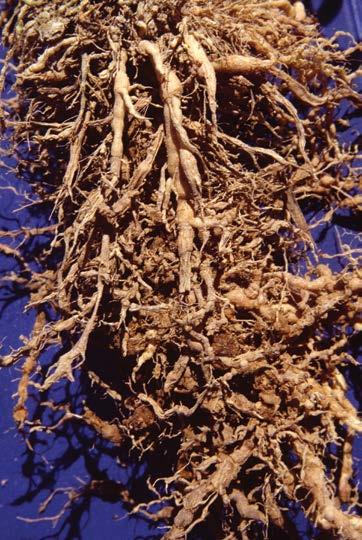 Figure 3. Root galls and swelling caused by root knot nematode. (photo courtesy of Tom Zitter, Cornell University) daytime temperatures, then recover at night.
