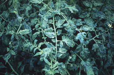 The leaf mottling is seen more easily if the affected plant surface is partially shaded.