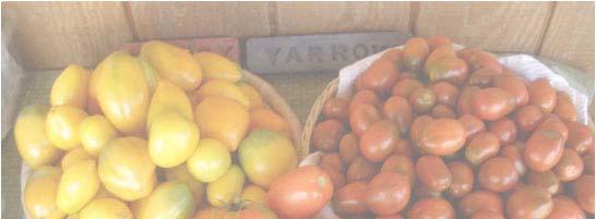 Tomatoes are the most widely grown fruit in home gardens Originated in the high coastal