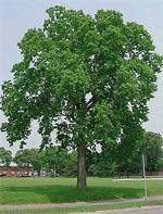 00 The Northern Catalpa tree has long thing seed pods and showy clustered white bell shaped flowers in the spring.