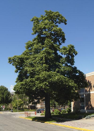 The fall color is brown-green, and the fruit can be messy in the fall. Mature height is 50-80. Elm $250.