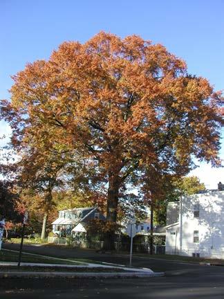 Kentucky Coffeetree $250.00 Kentucky Coffeetree can tolerate dry to moist, welldrained soils, and is salt and drought tolerant. The varieties selected are male only and do not produce seed pods.