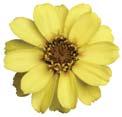 Color-filled Zahara has 20% larger flowers than the market leader, and has the first Yellow, the