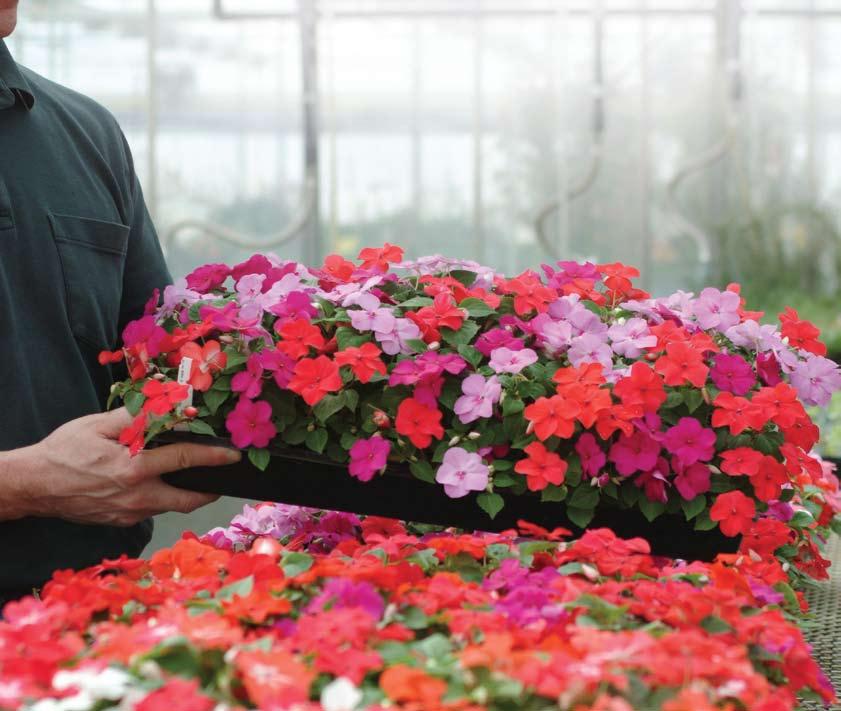 Super Elfin XP production streamlines and sends perfection to the store Color Essentials Foundation products are the heart of every successful bedding plant program.