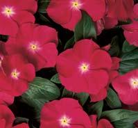Pacifica Orchid Halo Pacifica Series Upright A Hot Summer Survivors selection. The earliest O. P. vinca with the best plant vigor and largest flowers comes with XP seed quality, making it even easier to grow and more appealing at retail.