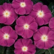 It s the only vinca series on the market with colors covering all top sellers plus novelties, including Really Red XP that beats every other vinca for power-packed red color.