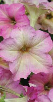 These premium petunias can command a higher price point than standard varieties, and open the door to decorator opportunities.