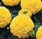 Bonanza is faster to flower than comparable plants and exhibits a tight flowering window.