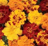 This early bloomer exhibits a tight 5 to 7-day flowering window across all colors and is an excellent choice for early Spring packs and
