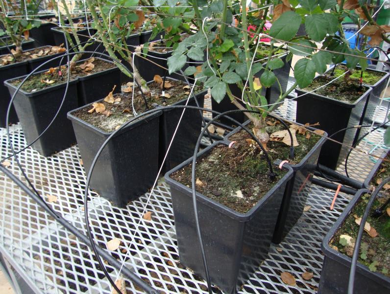 Irrigation volume applied per day is being based on gravimetrically-determined evapotranspiration (ET) on control plants growing in single containers.