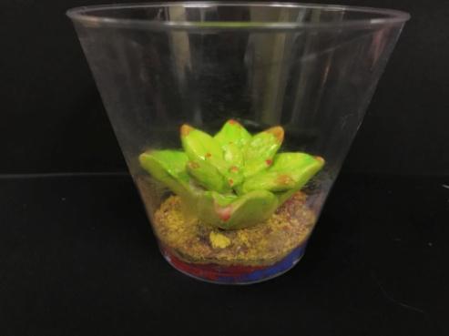 Living Collection: Succulents Sand Art Terrariums Grade Level: 3-5 Materials: Model Magic Colored sand Clear plastic containers Markers About Succulents: Succulents are plants which have adapted to