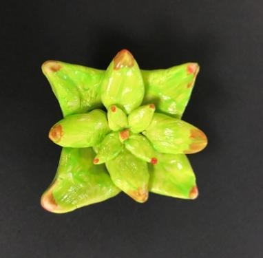 Living Collection: Succulents Succulent Magnets Grade Level: 6-8 Materials: Polymer clay Adhesive magnets Clay oven Sculpting tools About Succulents: Succulents are plants which have adapted to have