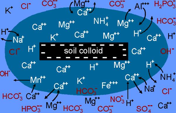 Cation Exchange Capacity (CEC) Black colloid of clays & humus with a negative charge, attract cations (+ ions). Dark blue - inner zone around the colloid has more cations (+) than anions (-).