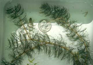 Flat-stem pondweed was found to a maximum depth of 17 feet and was the most common species in the six to ten feet depth zone Figure 18). Figure 18. Frequency of common plant species by water depth interval.