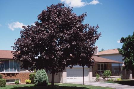 Research Shows: Some Norway Maple Cultivars Are Not Invasive Posted on July 7, 2016 by Jen Llewellyn Acer platanoides Crimson King (www.landscapeontario.