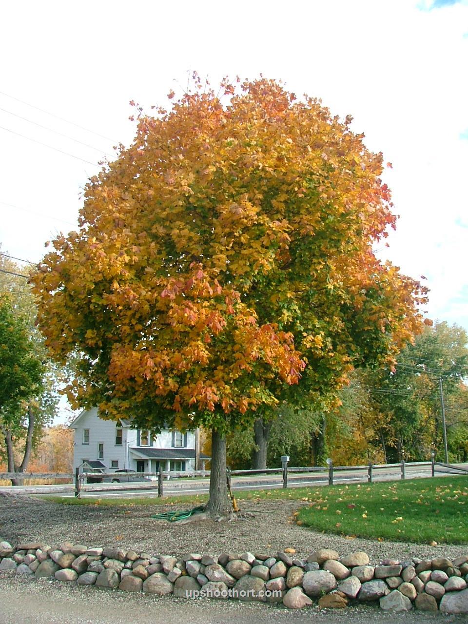 Research Shows: Some Norway Maple Cultivars Are Not Invasive... Of the many different cultivars of Acer platanoides, research indicates that there are some that are less invasive.