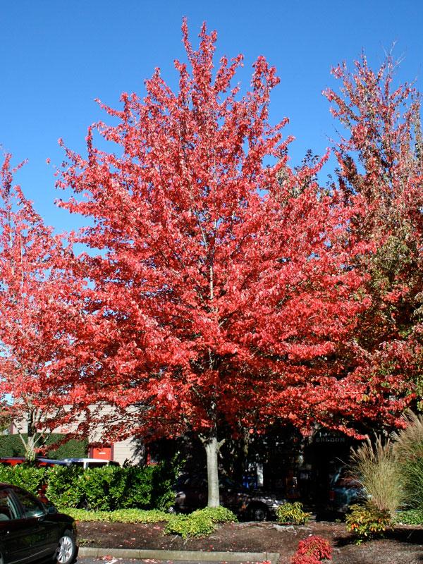 Research Shows: Some Norway Maple Cultivars Are Not Invasive... Acer rubrum Franksred (a.k.a. RED SUNSET maple (www.jfschmidt.