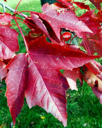 ph isn t too high. Keep in mind that any Acer rubrum will struggle on soil ph > 7.2.