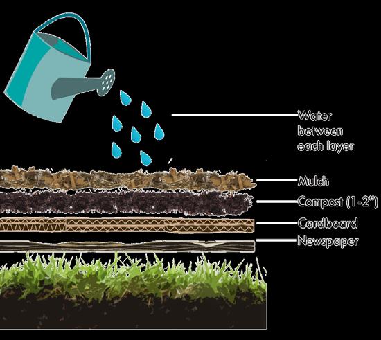 5. Layers Step 5: Implementation: Turf Removal & Sheet Mulching