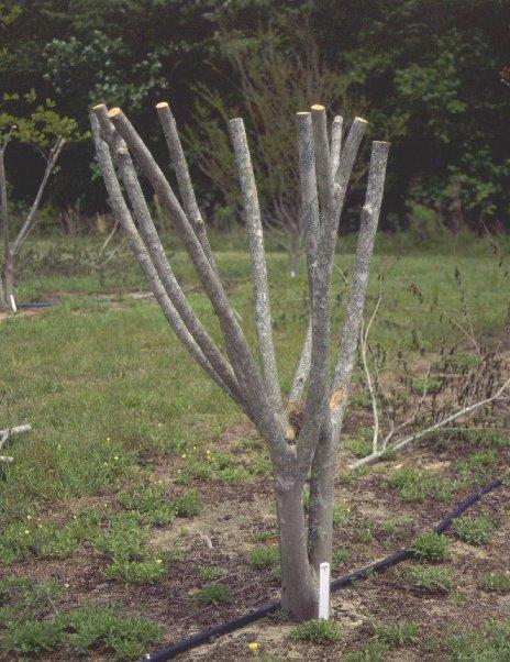 Pruning Treatments: