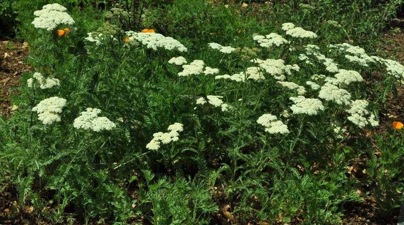 Plant Descriptions Achillea millefolium 'Sonoma Coast': (Sonoma White Yarrow) Size is 3 height by 2 width with dark green leaves. The plant is evergreen and bears dense white flowers in late spring.