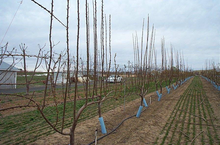 Lang 2001 High Performance Orchards: