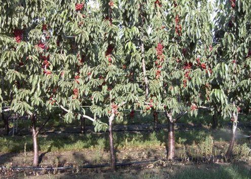 Cherry Training Systems Continuously evolving strategies to grow the best fruit, with