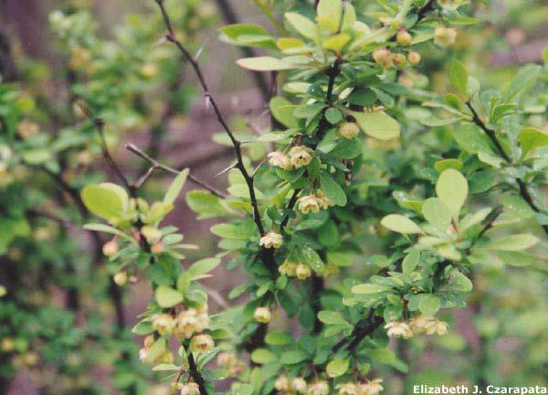 Japanese Barberry Characteristics Small to medium shrub Multiple stems Grows 2 to 8 ft