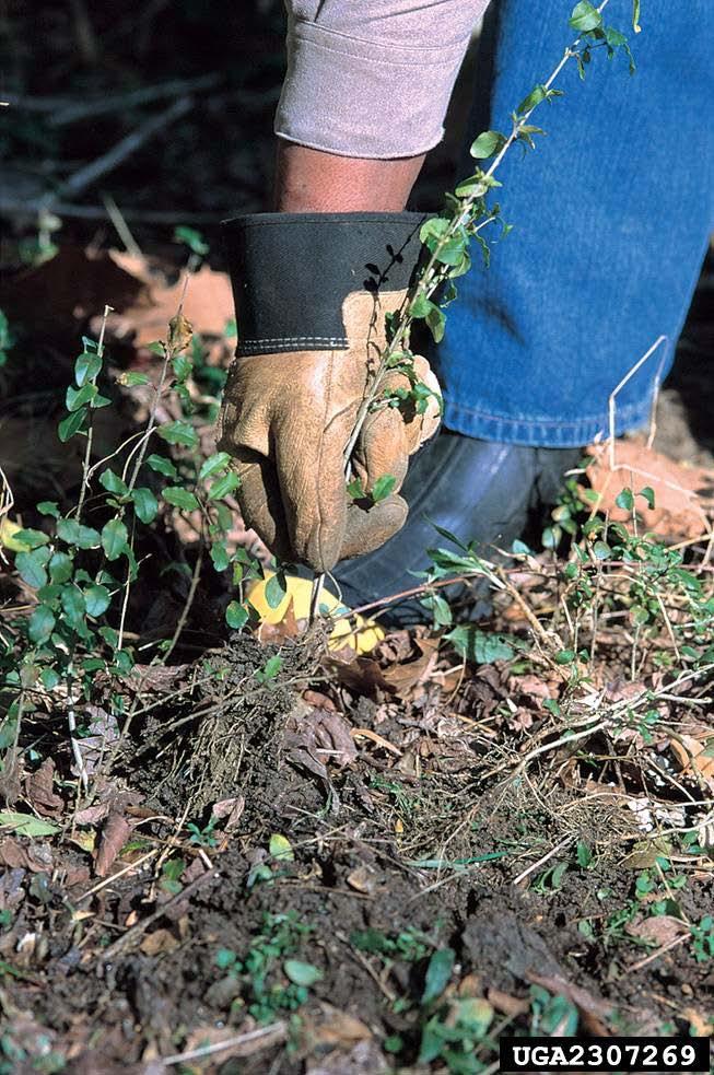 Japanese Barberry How to Control Pull small plants by hand or by shovel -shallow root