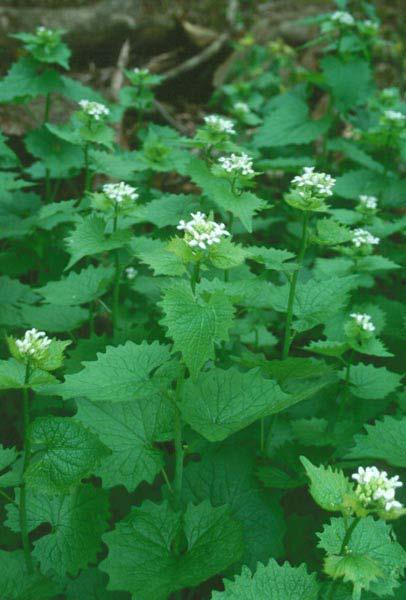 Garlic Mustard- Characteristics Second Year s Growth Plant has 1-3 stems Plant is 1 to 4 feet tall