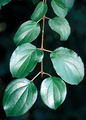 Common (European) Buckthorn Characteristics Small tree to large shrub Grows 10 to 25 ft tall, 4 to 10 in diameter